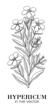 A SKETCH OF THE HYPERICUM ON A WHITE BACKGROUND
