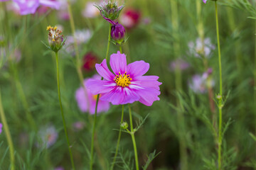 cosmos flowers in the flower garden with sunset