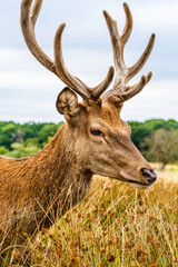 Clouse up of a male deer on the fields of Richmoond near London, UK. Head of a red deer in the wild