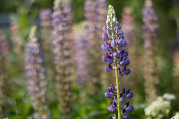 Blue-purple lupine flower on a soft blurred background of tall blooming lupines. Sunny summer day