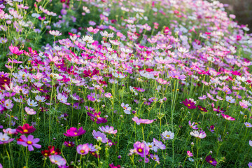 Fototapeta premium cosmos flowers in the flower garden with sunset
