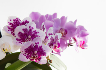 Blossoming violet orchid flower at white background
