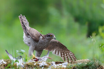Northern goshawk (accipiter gentilis) eating  a dove in the forest of Noord Brabant in the Netherlands