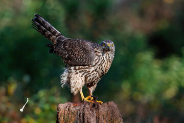 Northern goshawk (accipiter gentilis) sitting in the forest of Noord Brabant in the Netherlands