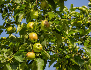 Green apples in the orchard.