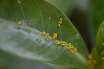 The colonies of aphid on desert rose leaves