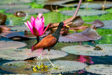 A Wattled Jacana standing on lily pads in a pond with a pink lotus flower. 