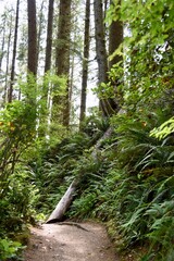 a path in a west coast rain forest