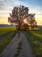 The setting sun is hiding behind the tree crown. A beautiful autumn sunset in the German town of Heiligenhaus. A dirt road and green fields lit by the sun's rays. Autumn landscape