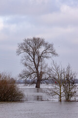Submerged vegetation and winter barren trees in high water levels of the river IJssel that overflowed into the floodplains