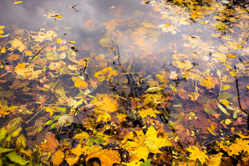 Walk in the autumn park.