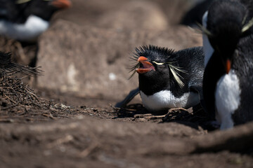 Naklejka premium The Rockhopper Penguin (Eudyptes chrysocome)