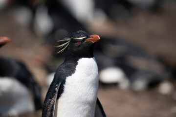 Naklejka premium The Rockhopper Penguin (Eudyptes chrysocome)