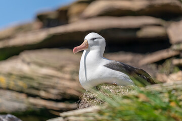 The Black-browed Albatross (Diomedea melanophris)