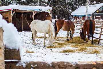 horses in an enclosed area eat in winter
