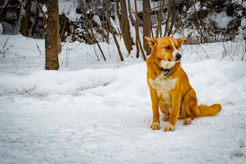
portrait of a dog sitting in the frost on the snow