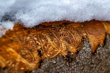 
tree marks made by typographer beetle