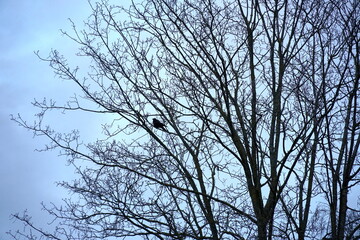 Silhouette of tree crown and a blackbird or crow sitting among the bare branches in winter. The tree fills almost all space, on the background there is clear blue sky.