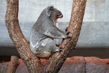 Koala, in Latin called Phascolarctos cinereus sitting in the tree branches in lateral view, yawning, its mouth is wide open with front feet leading on the tree. It looks sleepy.