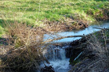 Unregulated stream or brook  with a cascade flowing wildly through pastures or grazing land in countryside in Switzerland. Spring landscape with copy space on the background.