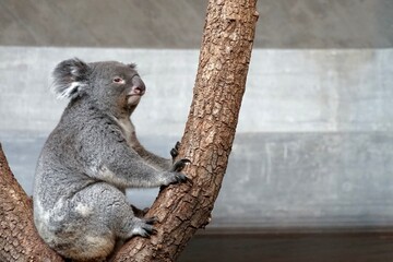 Koala looking at the camera. It is sitting in the tree branches in lateral view, with head slightly turned to the right.  In Latin it is called Phascolarctos cinereus. It has sleepy facial expression. © Lucia