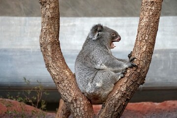 Koala yawning, its mouth is wide open. It is sitting in the tree branches in lateral view,  In Latin it is called Phascolarctos cinereus. It has sleepy facial expression.