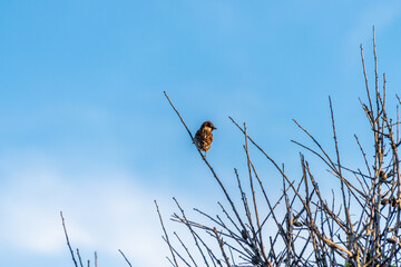 Bird on Branch Ponta da Piedade Lagos Algarve Portugal