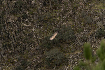 Adult vulture flying and searching for food in an area with waterfalls and full of fauna and flora.