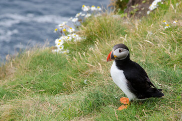 Atlantic Puffin