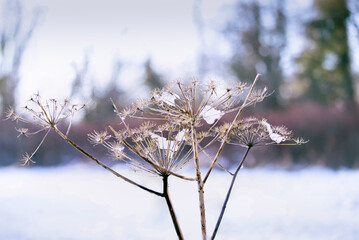 Close up macro of dying flower with frost on branch in winter, Belfast, Northern Ireland