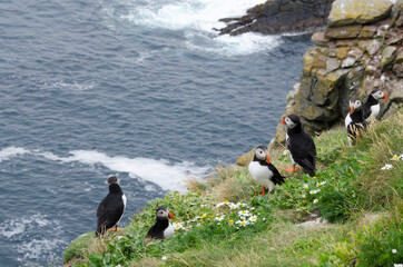Atlantic Puffins