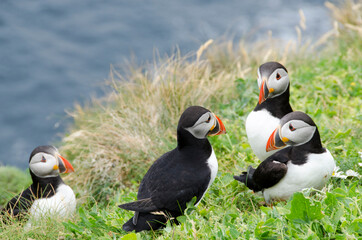 Atlantic Puffins