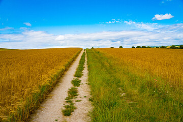 Beautiful fields pathway and green meadows with blue sky with clouds in the distance.