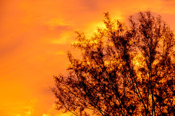 Obraz premium Silhouette tree with twilight sky at sunrise: Backgraound