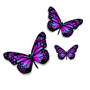 Three beautiful purple butterflies