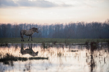 Obraz na płótnie Canvas reflections of a horse