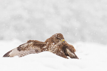 Common buzzard (Buteo buteo) in the fields in winter snow, buzzards fighting for food in natural habitat, hawk bird on the ground, predatory bird close up winter bird
