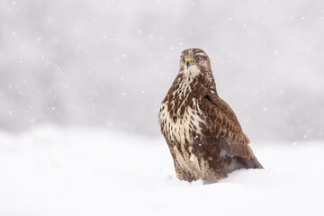 Common buzzard (Buteo buteo) in the fields in winter snow, buzzards fighting for food in natural habitat, hawk bird on the ground, predatory bird close up winter bird