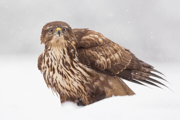 Common buzzard (Buteo buteo) in the fields in winter snow, buzzards fighting for food in natural habitat, hawk bird on the ground, predatory bird close up winter bird