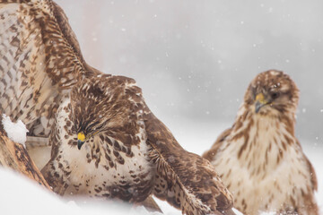 Common buzzard (Buteo buteo) in the fields in winter snow, buzzards fighting for food in natural habitat, hawk bird on the ground, predatory bird close up winter bird