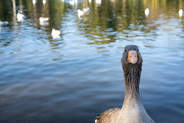 Gray geese on the lake