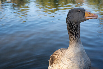 Gray geese on the lake