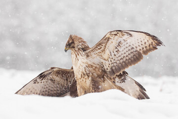 Common buzzard (Buteo buteo) in the fields in winter snow, buzzards fighting for food in natural habitat, hawk bird on the ground, predatory bird close up winter bird