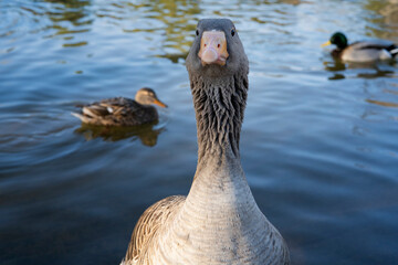 Gray geese on the lake