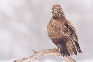 Common buzzard (Buteo buteo) in the fields in winter snow, buzzards fighting for food in natural habitat, hawk bird on the ground, predatory bird close up winter bird