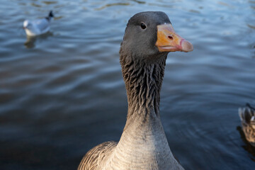 Gray geese on the lake