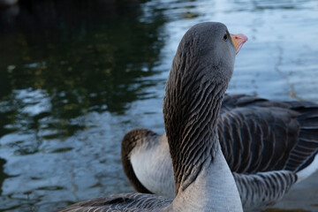 Gray geese on the lake