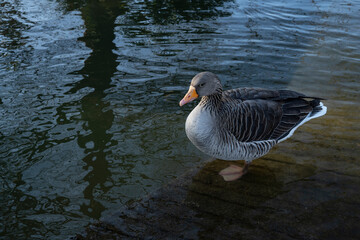 Gray geese on the lake