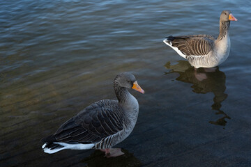 Gray geese on the lake