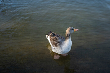 Gray geese on the lake